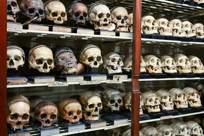 Skulls taken as trophies returned from Scotland to their ancestral home
