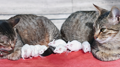 How many cats are required to catch these mice? Even the sharpest minds fail to answer correctly