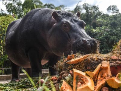 Pablo Escobar’s feral ‘cocaine hippos’ face cull