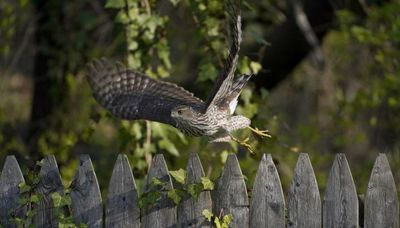 Goodbye, Cooper’s Hawk. Group to rename birds named after people