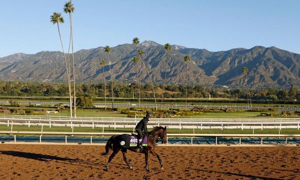 Talking Horses: Live In The Dream off to Breeders' Cup after giant