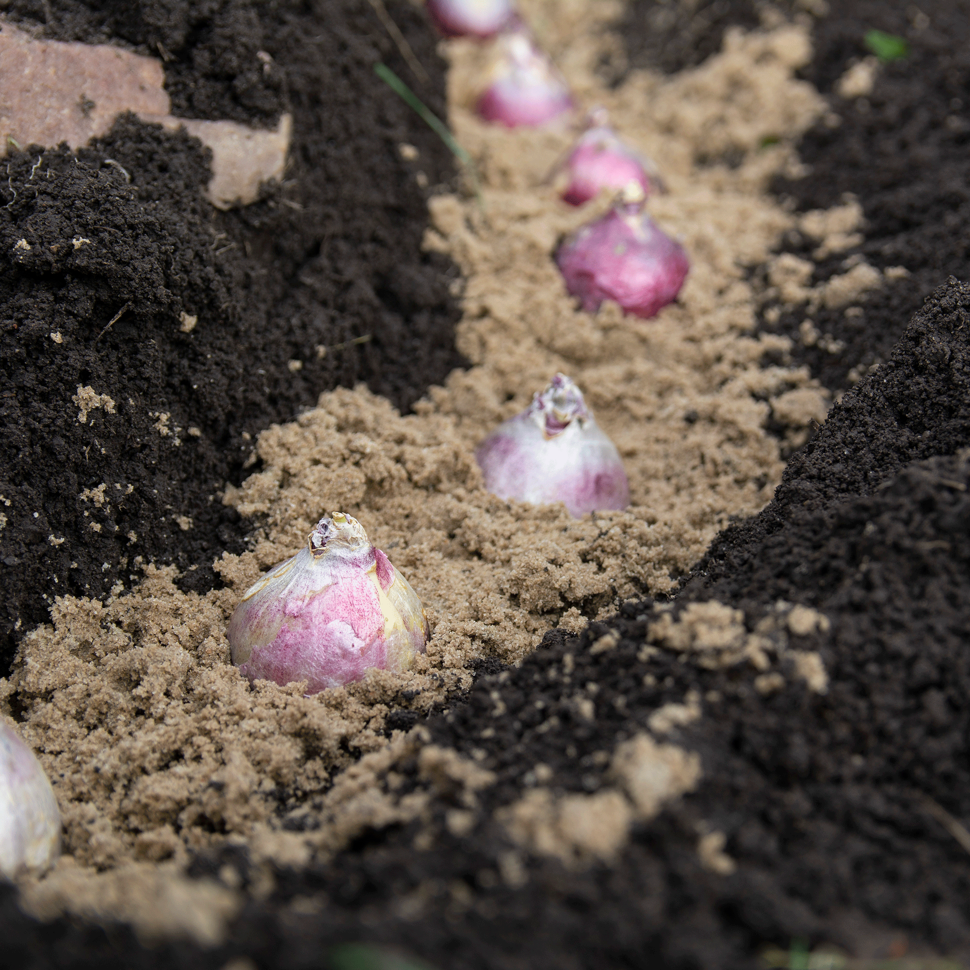 How to plant bulbs - the proper technique for planting spring bulbs in borders and containers