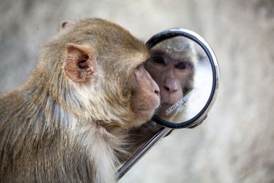 Which animals can recognize themselves in the mirror?