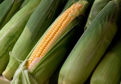 Grain Markets: Are the Bottoms in for Corn, Wheat, and Soybean Prices?