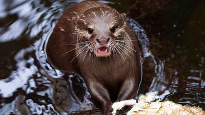 ‘They wanted to kill me’: Swimmer attacked by otters in California lake