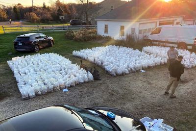 Millions of dollars of psychedelic mushrooms seized in a Connecticut bust