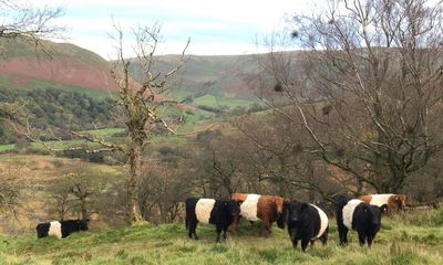 Country diary: A different winter on the farm, for us and the cattle