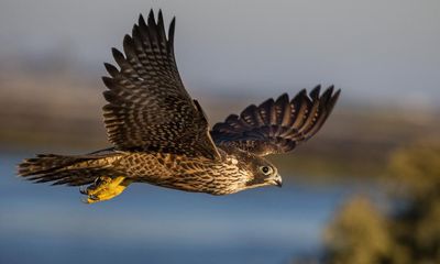 What links the peregrine falcon and the sailfish?