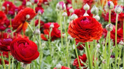 When to plant ranunculus bulbs – discover the correct times for different climates