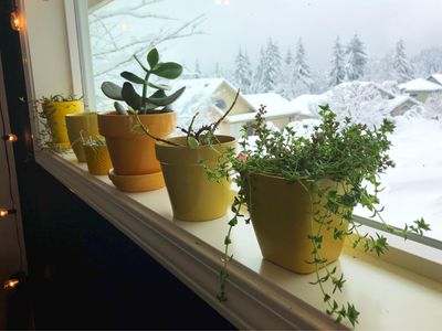 6 things to do to your houseplants in November to prepare them for winter - and 4 things to never do