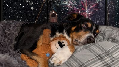 Three trainer-approved things you can do this bonfire night to keep your dog safe