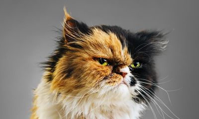 ‘AI can teach us a lot’: scientists say cats’ expressions richer than imagined and aim to translate them