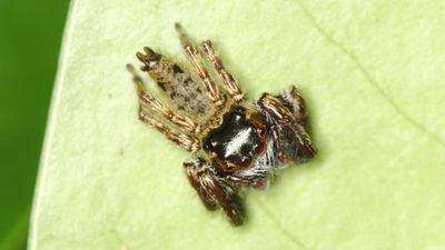 Western Ghats throws up a new species of jumping spiders