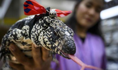 Georgia homeowner finds 3ft tegu lizard hiding under porch