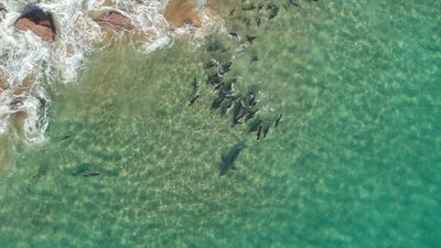 Watch great white shark get mobbed by gang of seals in 'incredible and surprising' footage