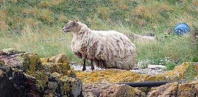 Britain’s ‘loneliest sheep’ rescued after being stranded for two years