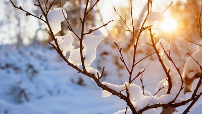 How to protect trees from winter weather – including heavy snow, frost, and wind