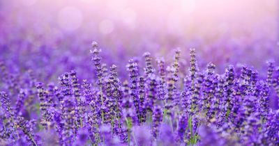 Why lavender was the sexiest scent in Queen Victoria's day