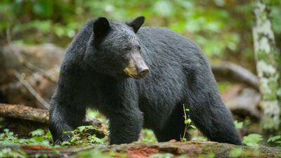 Bear tears into camper at North Carolina campground