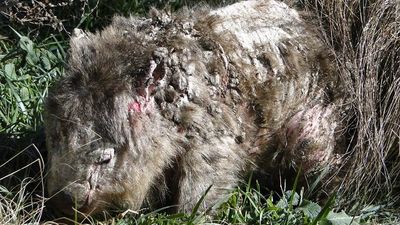 The hidden disease killing Australia's wombats