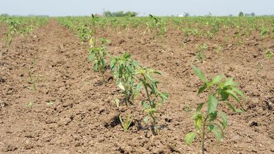 Drought spells doom for standing crops in Guntur district