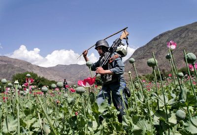 Afghan farmers lose income of more than $1 billion after the Taliban banned poppy cultivation