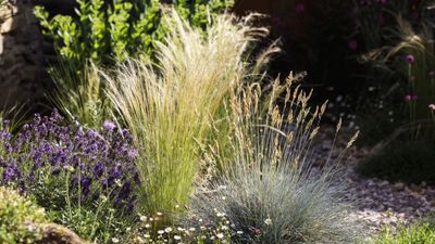 How to care for native grasses – for eco-friendly, naturalistic planting
