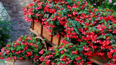 Gardeners love these 10 companion planting ideas for begonias – 'They'll benefit your blooms!'