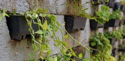 Growing African vegetables on buildings can save space and feed cities – new study