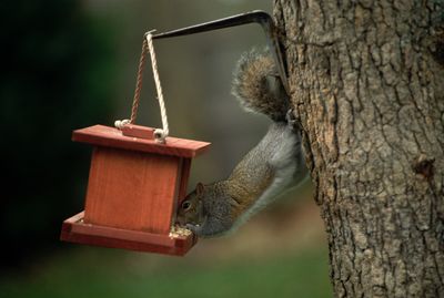 How to stop squirrels going for your bird feeder – 5 tricks that will help birds thrive in your backyard