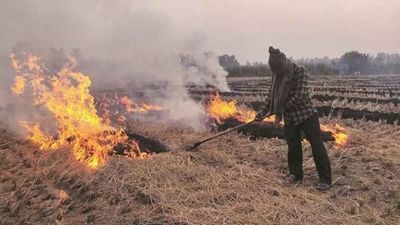 Punjab: 560 cases of stubble burning reported in Ludhiana so far this year