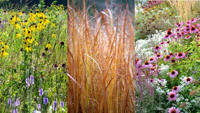 How to plant a prairie garden – capture the soft and muted naturalistic look that's so right for now
