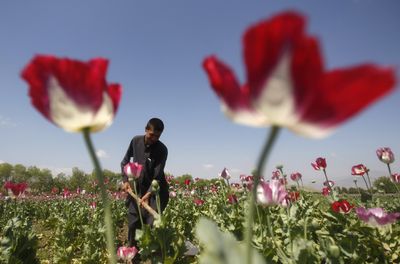 Afghan opium poppy cultivation plunges by 95 percent under Taliban: UN