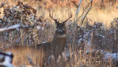 Chicago outdoors: Buck rut, Gertrude Stein, more mantises, Geneva Lake muskies