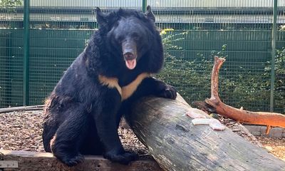 ‘A calm and gentle individual’: Yampil the bear becomes first Ukrainian animal rehomed in UK