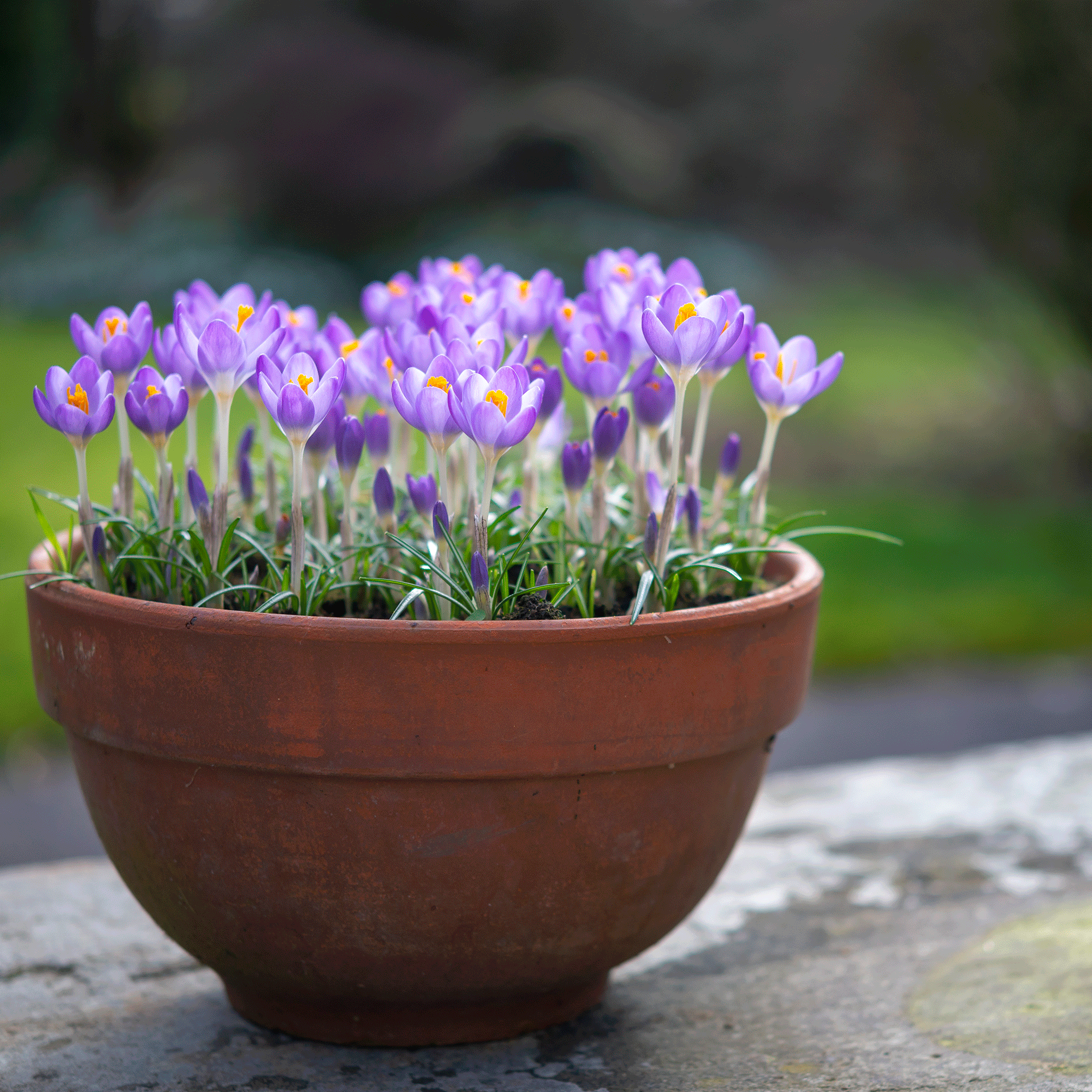 When to plant crocus bulbs - get the timing right for a glorious February display