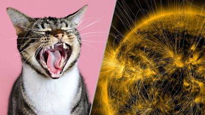 Science news this week: The many faces of cats and an impending solar maximum