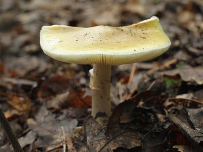 UK foragers guide on how to avoid poison mushrooms
