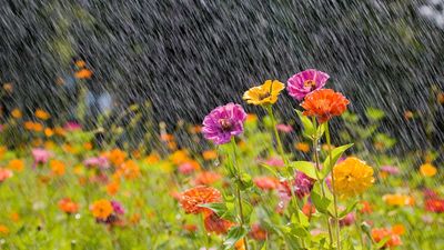 How to prepare your yard for a storm – 5 pro tips to prevent damage to your plot
