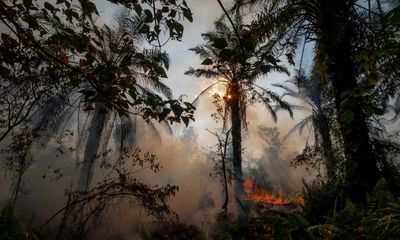 Beef, soy and palm oil products linked to deforestation still imported into UK