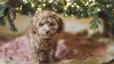 Foliage that is toxic to pets – 9 plants to be wary of during the holidays