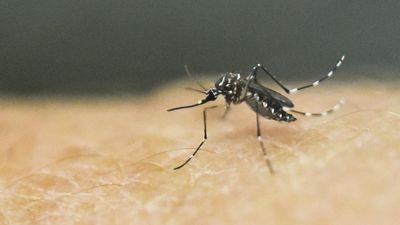 Zika virus: Kerala Health department urges people to be vigilant
