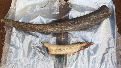 Anti-poaching watcher among eight arrested for attempting to sell tusk in Coimbatore