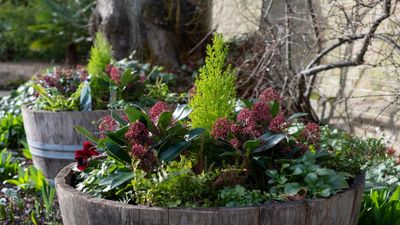How to create and care for a winter planter – expert advice for long lasting, seasonal containers