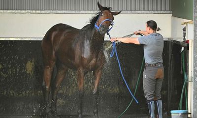 Melbourne Cup: most Australians have little or no interest in ‘race that stops the nation’, Essential poll finds