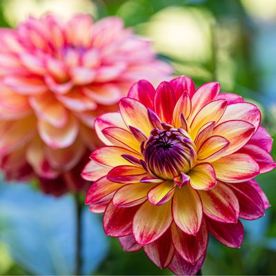 How to overwinter dahlias like Monty Don so they bloom year after year