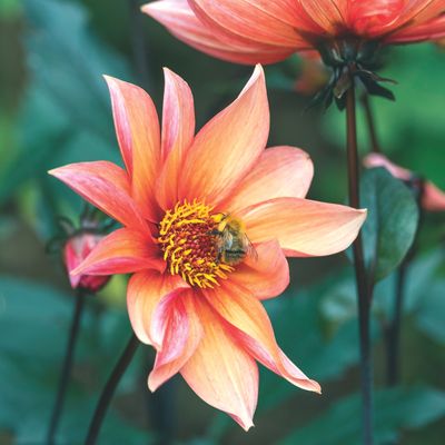 How to overwinter dahlias the Monty Don way – the best methods to ensure successful blooms next year