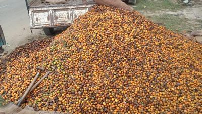 Check smuggling of areca nuts from Myanmar, get votes: Mizoram farmers