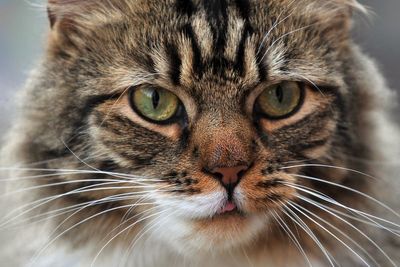 Domestic cats and wildcats started mixing 50 years ago, study suggests