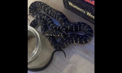 Hiker brings snake home to show kids, ends up in the hospital